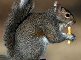 Squirrel 002